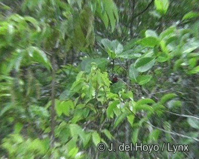Helmeted Manakin - ML201190311