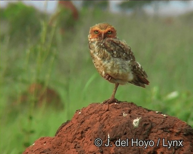 Burrowing Owl (Southern) - ML201190341