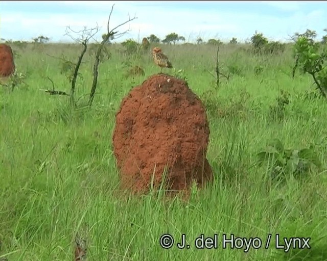 Burrowing Owl (Southern) - ML201190351