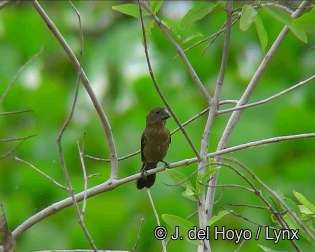 Chestnut-bellied Seed-Finch - ML201190461