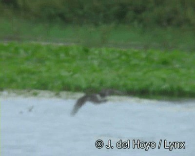 Águila Pescadora (carolinensis) - ML201190481