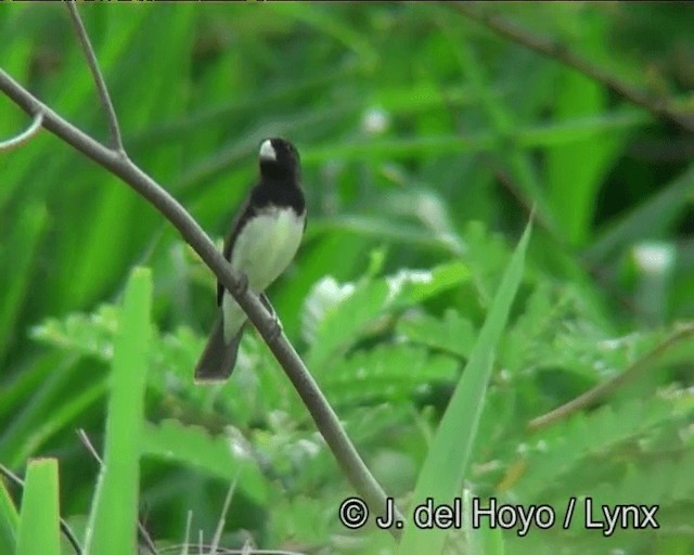 Yellow-bellied Seedeater - ML201190521