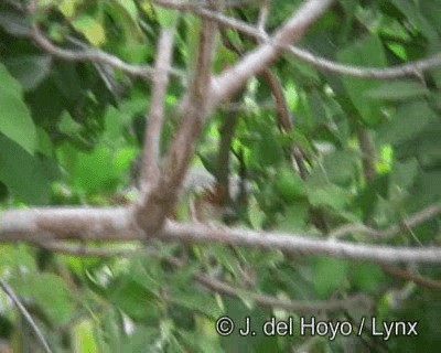 Barred Antshrike (Barred) - ML201190531