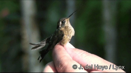 Speckled Hummingbird (melanogenys Group) - ML201190561