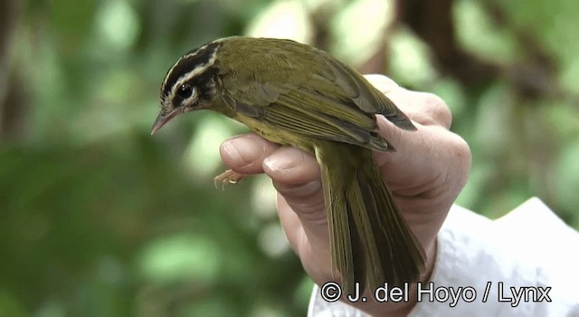 ミスジアメリカムシクイ（auricularis） - ML201190571