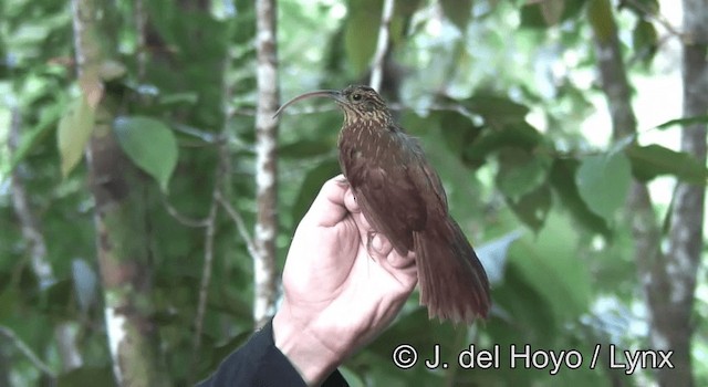 Brown-billed Scythebill - ML201190591