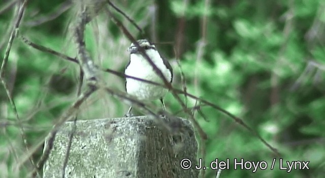 Bicolored Wren - ML201190601