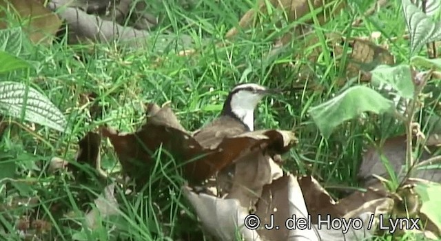 Bicolored Wren - ML201190611