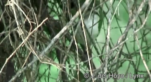 Bicolored Wren - ML201190621