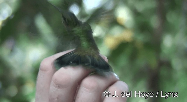 Зелоногрудый фиалкоух (cyanotus/crissalis) - ML201190671