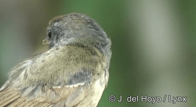 Plain Antvireo - ML201190701