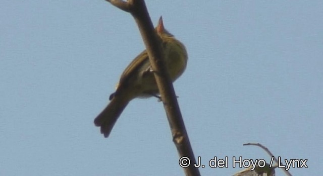 カオグロキゴシフウキンチョウ - ML201190711