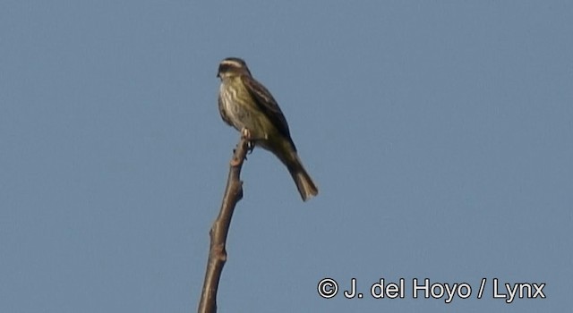 Piratic Flycatcher - ML201190721