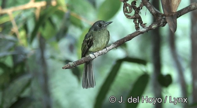 Slaty-capped Flycatcher - ML201190731