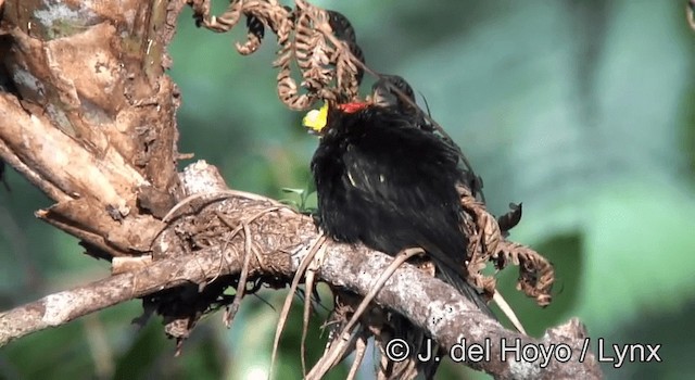 Golden-winged Manakin - ML201190741