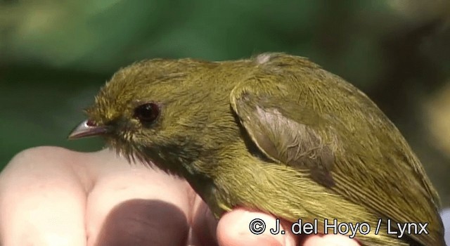 Manakin à ailes d'or - ML201190751