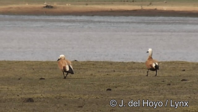 Ruddy Shelduck - ML201190951