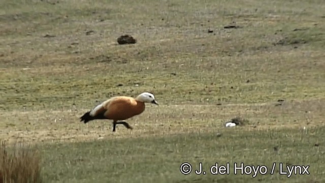 Ruddy Shelduck - ML201190961