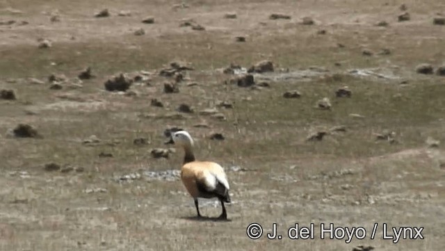 Ruddy Shelduck - ML201190971