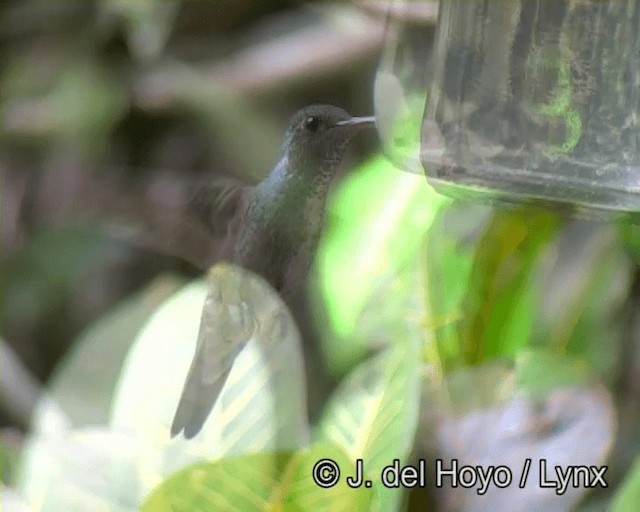 アオボウシエメラルドハチドリ（versicolor グループ） - ML201191001