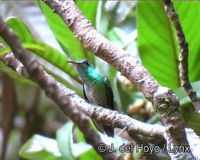 kolibřík pestrý [skupina versicolor] - ML201191011
