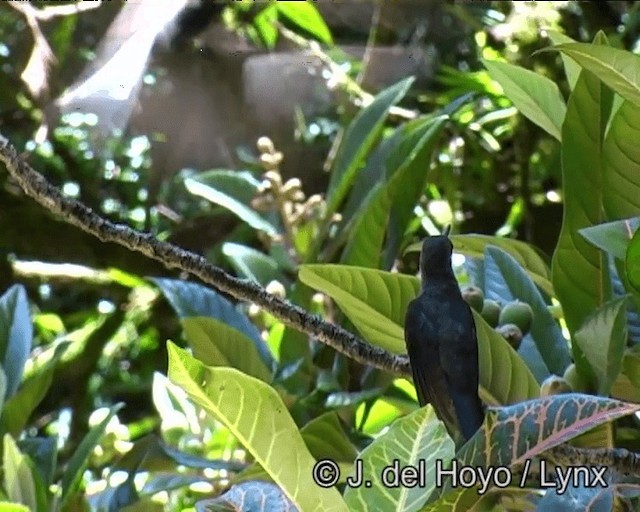 Colibrí Apagado - ML201191041