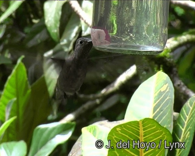 Colibrí Apagado - ML201191051