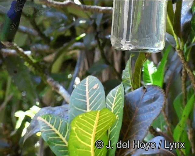 Colibrí Golondrina - ML201191061