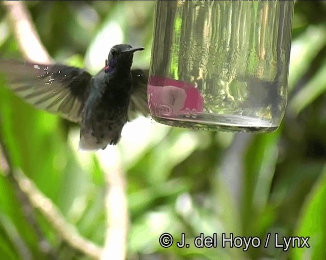 Colibri à ventre blanc - ML201191081