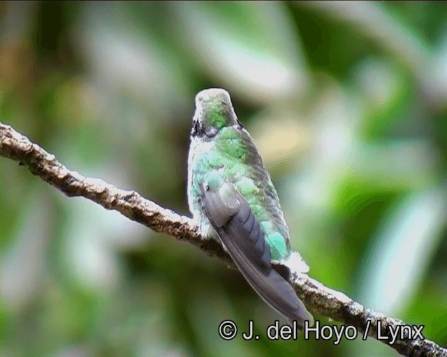 Colibri à ventre blanc - ML201191091