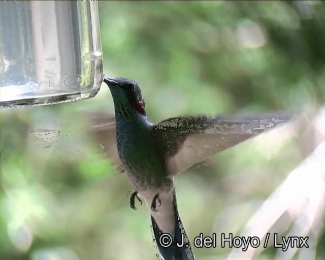 White-vented Violetear - ML201191101