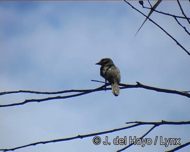 Variegated Flycatcher - ML201191131