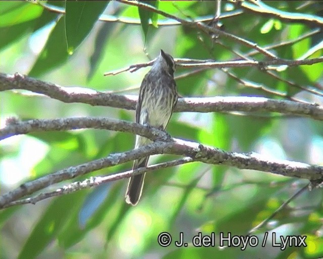 Variegated Flycatcher - ML201191141