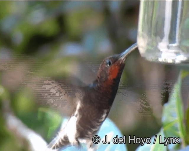 kolibřík černobílý - ML201191151