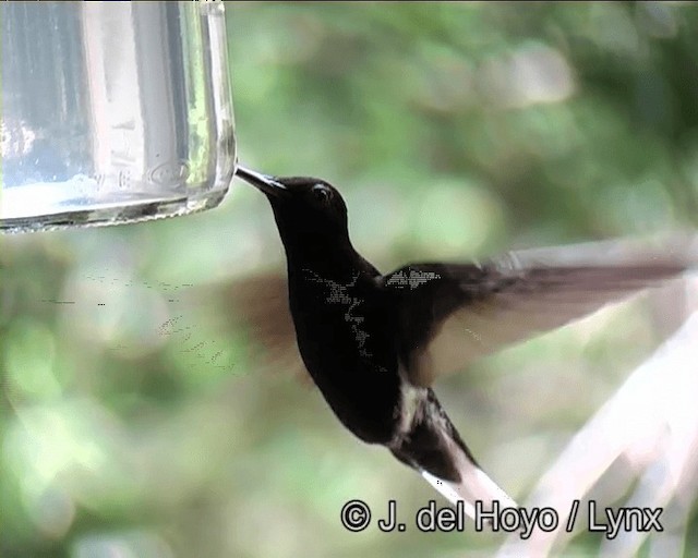 kolibřík černobílý - ML201191161