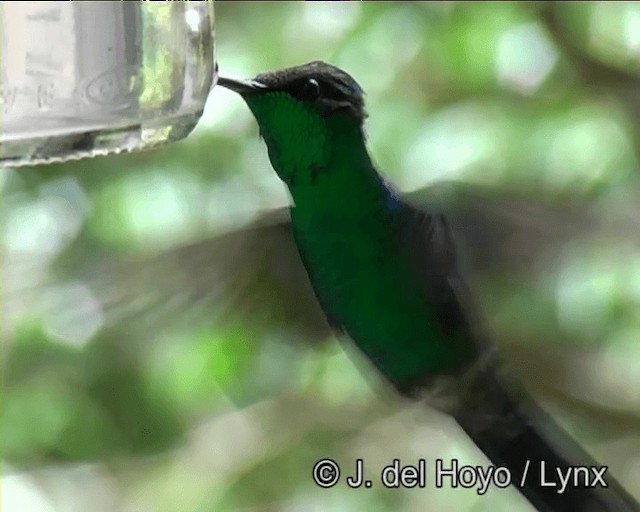 Violet-capped Woodnymph - ML201191241