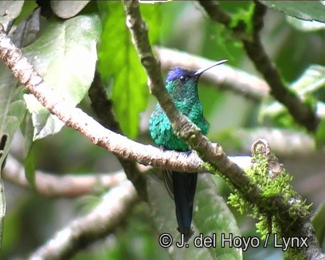 kolibřík fialovotemenný - ML201191251