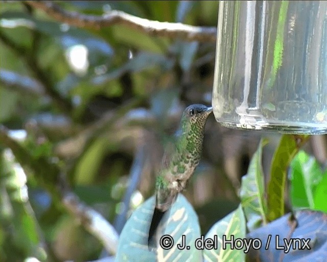 Violet-capped Woodnymph - ML201191261