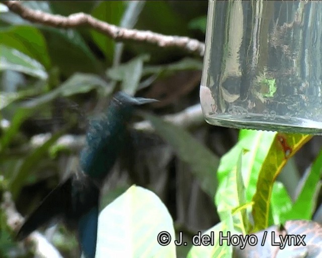 Violet-capped Woodnymph - ML201191271