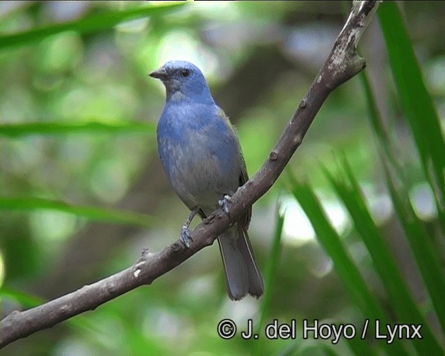 Golden-chevroned Tanager - ML201191281