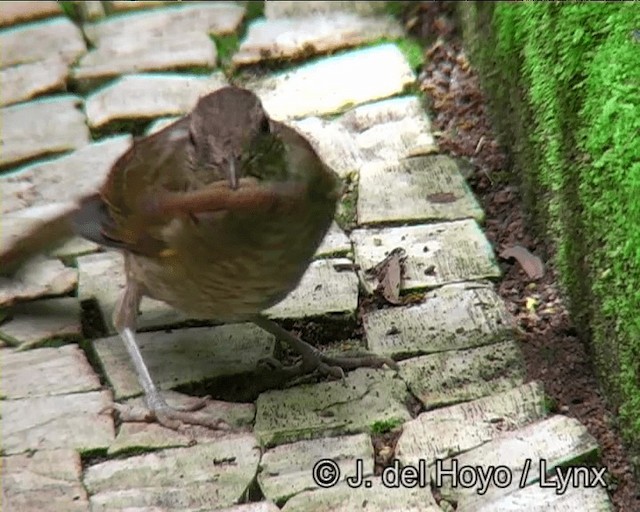 Pale-breasted Thrush - ML201191311