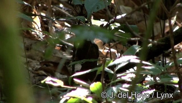 White-breasted Antbird - ML201191371