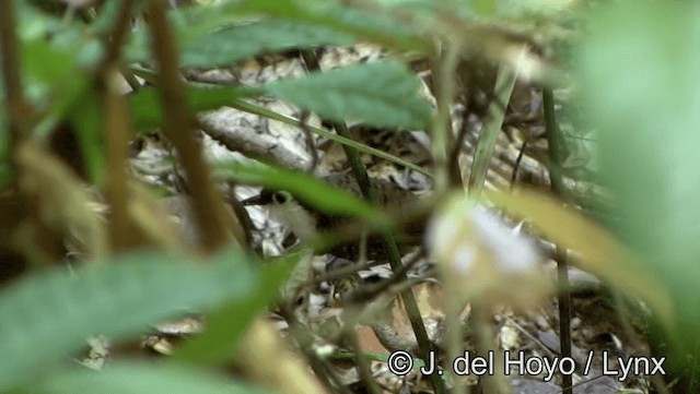 White-breasted Antbird - ML201191381