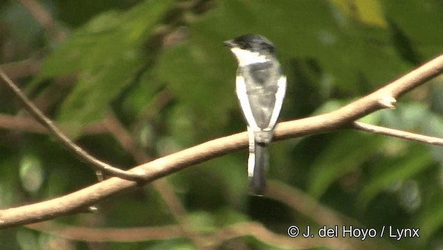 ヒタキサンショウクイ - ML201191461
