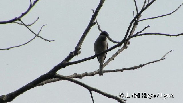 Bar-winged Flycatcher-shrike - ML201191471