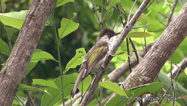 Ashy Bulbul (Brown-backed) - ML201191481