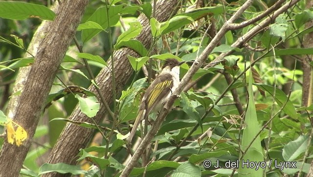 Bulbul à ailes vertes (remotus) - ML201191491