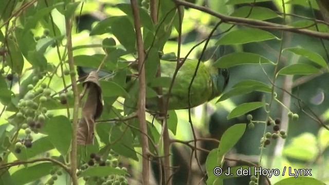 Indochinese Barbet - ML201191521