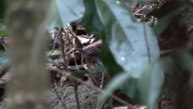 ノドフサザイチメドリ - ML201191531