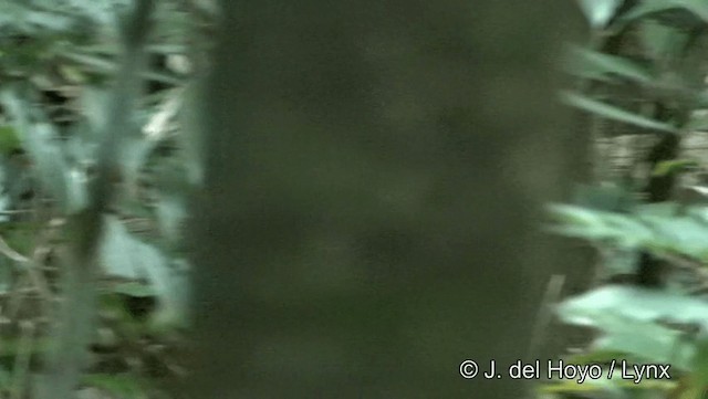 ノドフサザイチメドリ - ML201191541